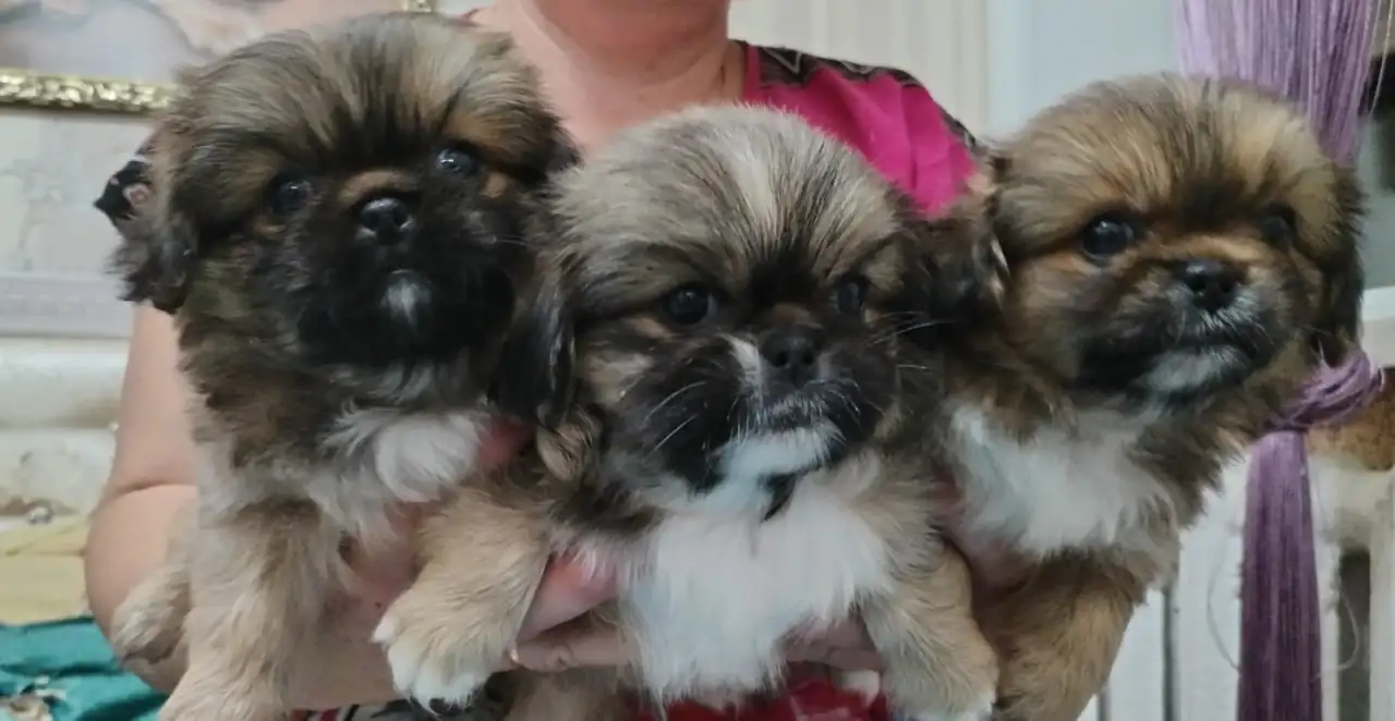 Продам щенков пекинеса, фотография 1