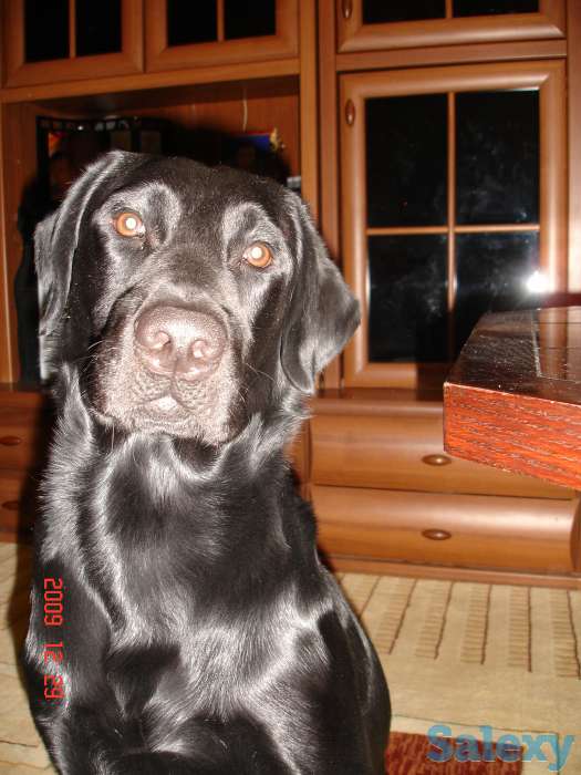 Актау! Пропал черный лабрадор., фотография 1