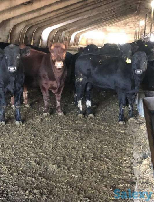 Продам телят бычков коров Ангус сементал герефорд мал, фотография 1