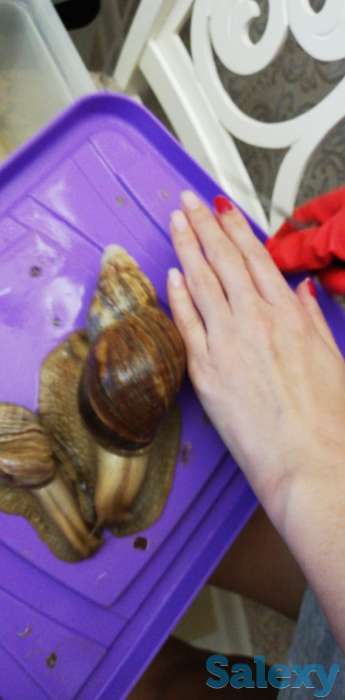 Улитки, фотография 6