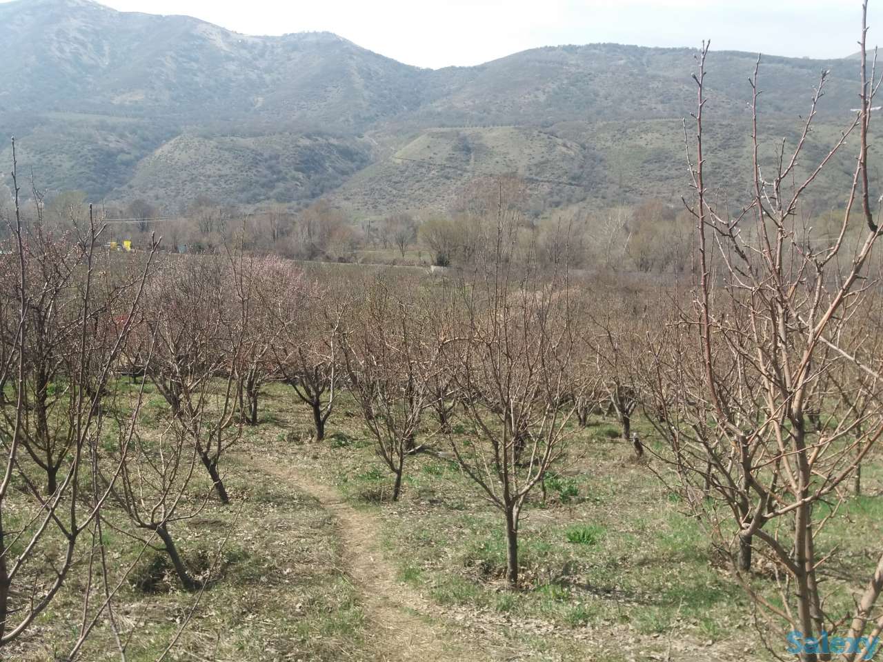 Плодовый сад, КХ, фотография 4