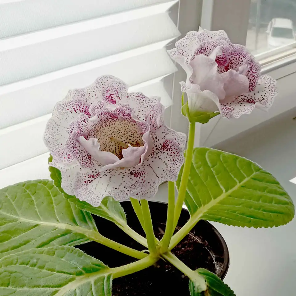 Глоксинии. Комнатные цветы., фотография 1