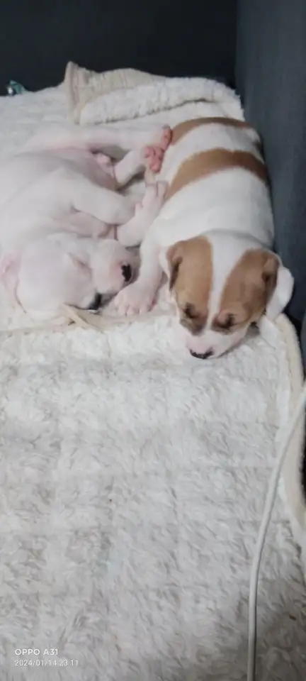 Продам щенков, фотография 2