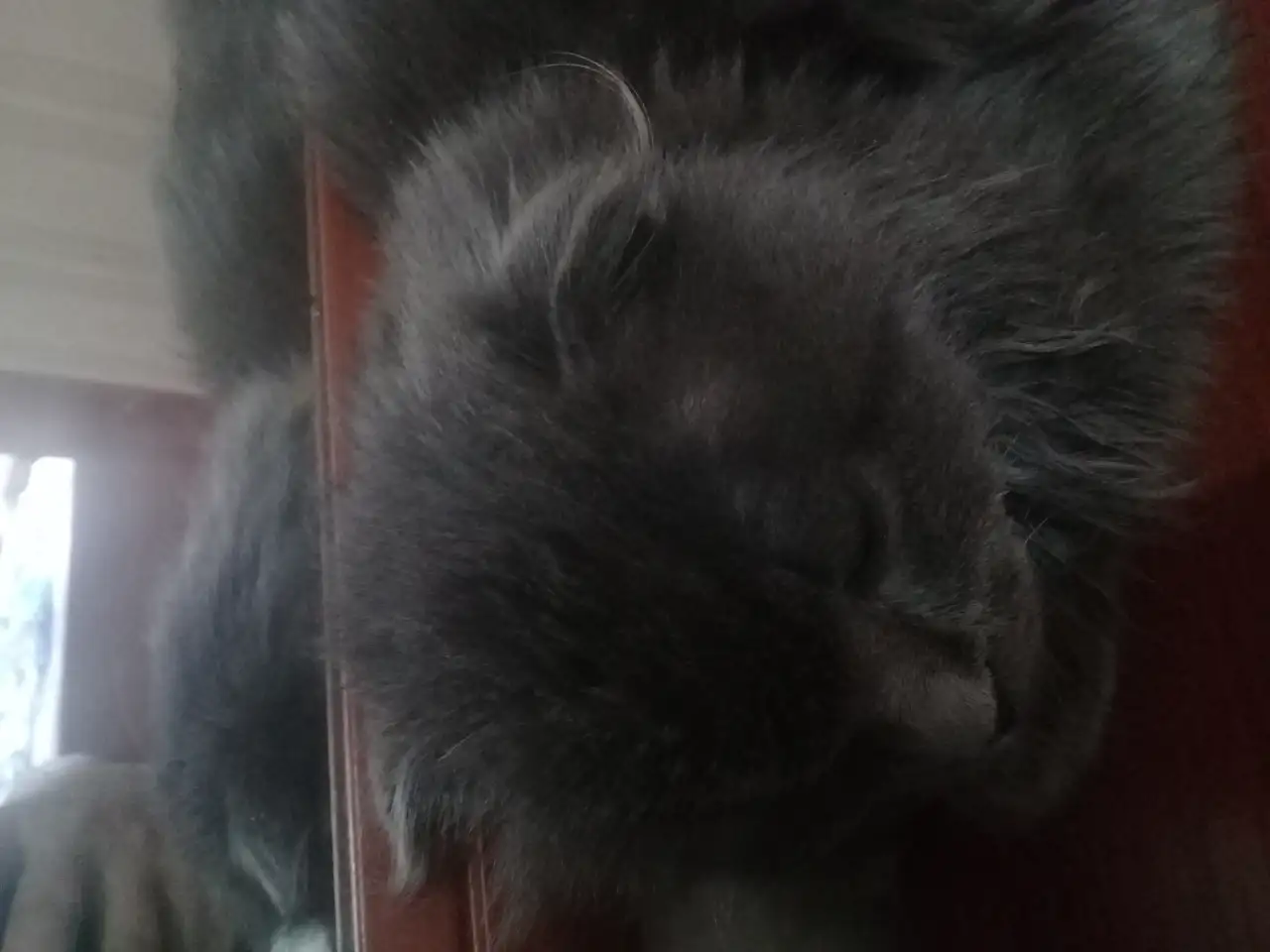 Шотландская вислоушка, фотография 3