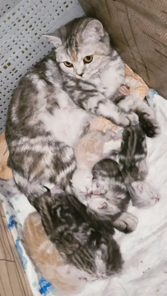 Шотландские котята, фотография 12