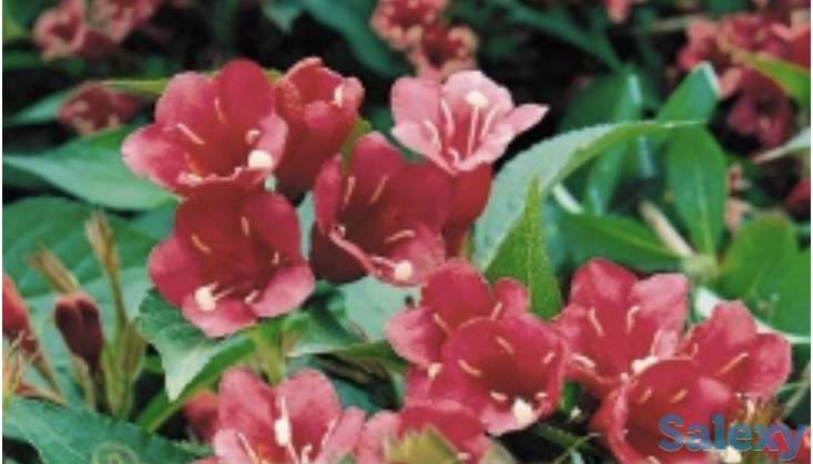 Саженцы, фотография 9