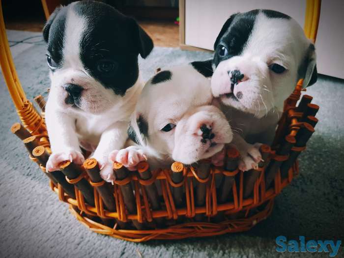 Продам щенков французского бульдога, фотография 2