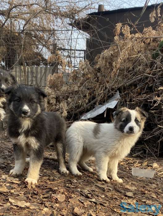 Щенки в добрые руки, фотография 2