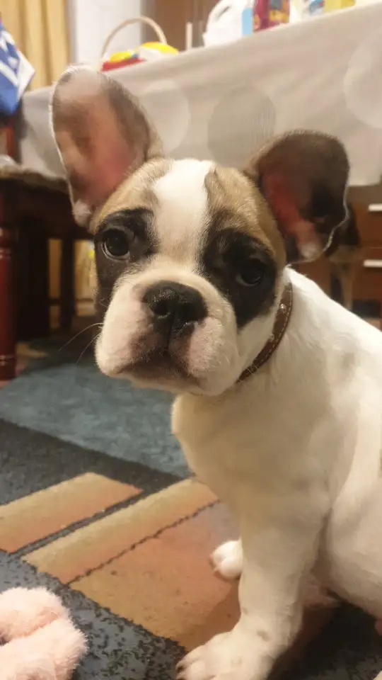 Продам щенка французский бульдог, фотография 2