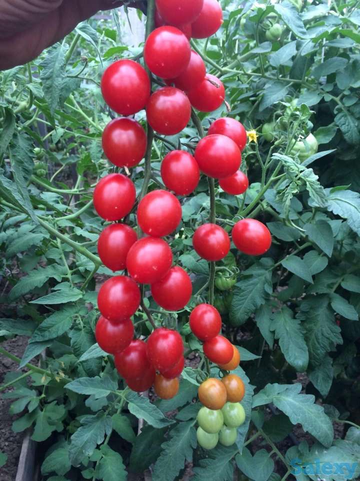 Рассада томатов, фотография 2