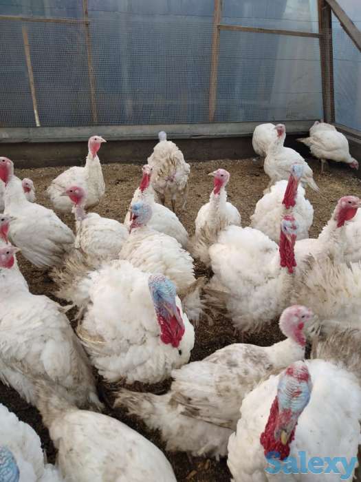 Мясо индейки (индейка, индюк), фотография 4