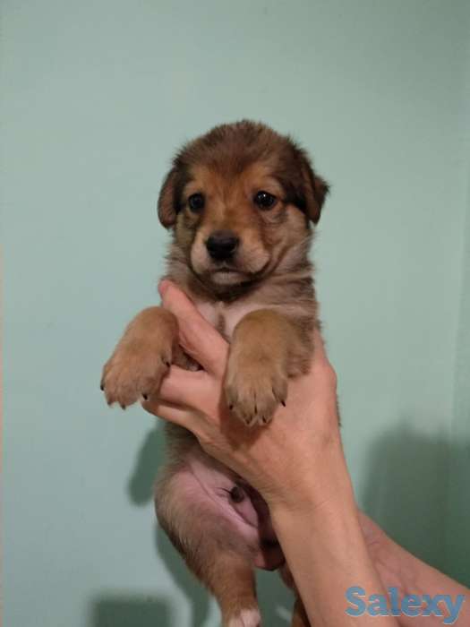 Отдам три маленьких счастья в добрые руки, фотография 1