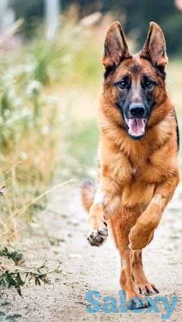 Дрессировка собак, фотография 1