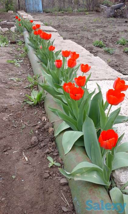 Продам дачу, фотография 5