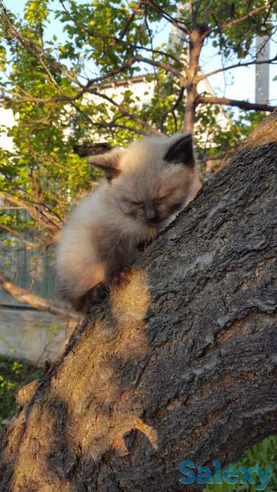 Отдам котят в добрые руки. Бесплатно, фотография 1