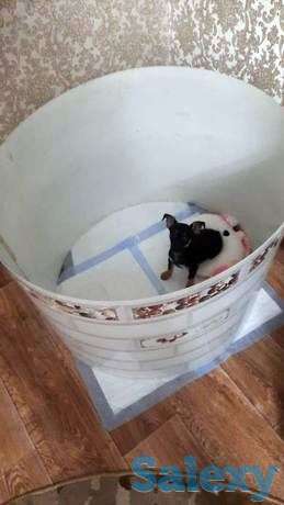 Продажа щенка немецкой породы, фотография 1