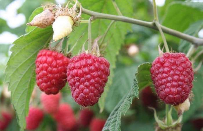 Продам саженцы Голландского сорта малины, фотография 1