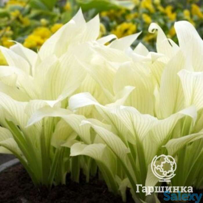 Хоста Уайт Фезе (M), фотография 1