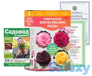 Королевские розы, фотография 3