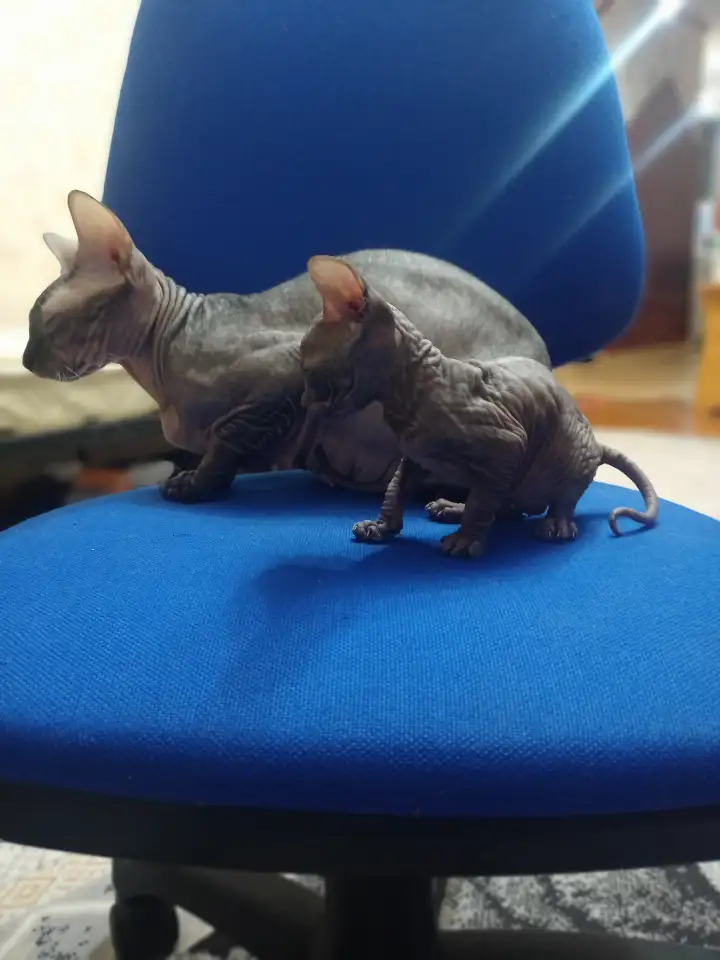 Очень ласковая кошечка сфинкс, ждёт своих хозяев!!!, фотография 3
