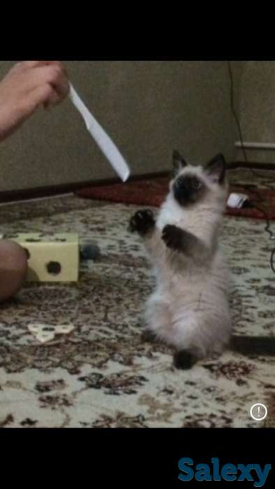 Продаю кошка 6 7мес к лотку, фотография 2