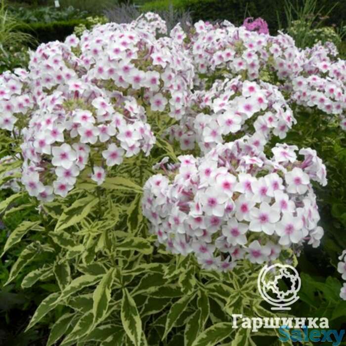 Флокс метельчатый Крем де ла Менте, фотография 1