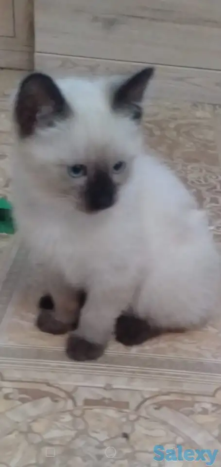 Отдам котят в хорошие заботливые руки, фотография 2