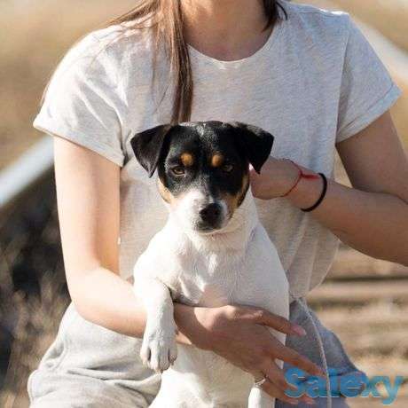 Джек рассел вязка, фотография 1