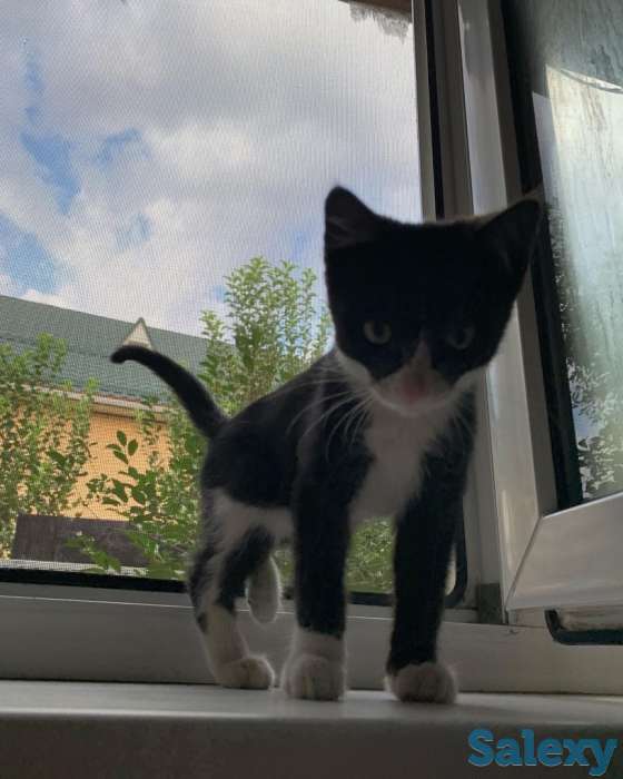 Отдам котенка в добрые руки, фотография 2