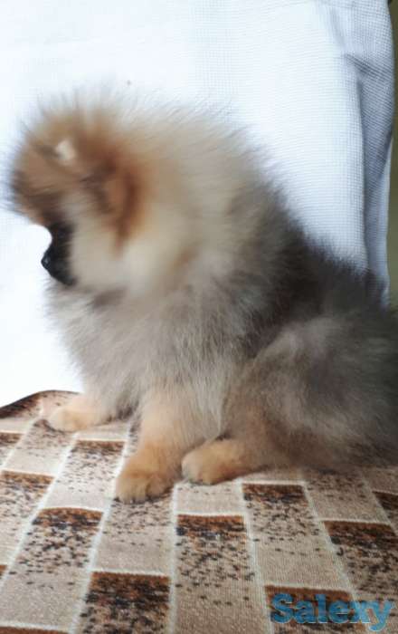 Продам шикарного щенка от титулованных родителей, фотография 2