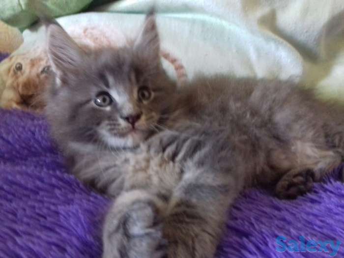 Продам котенка, фотография 1