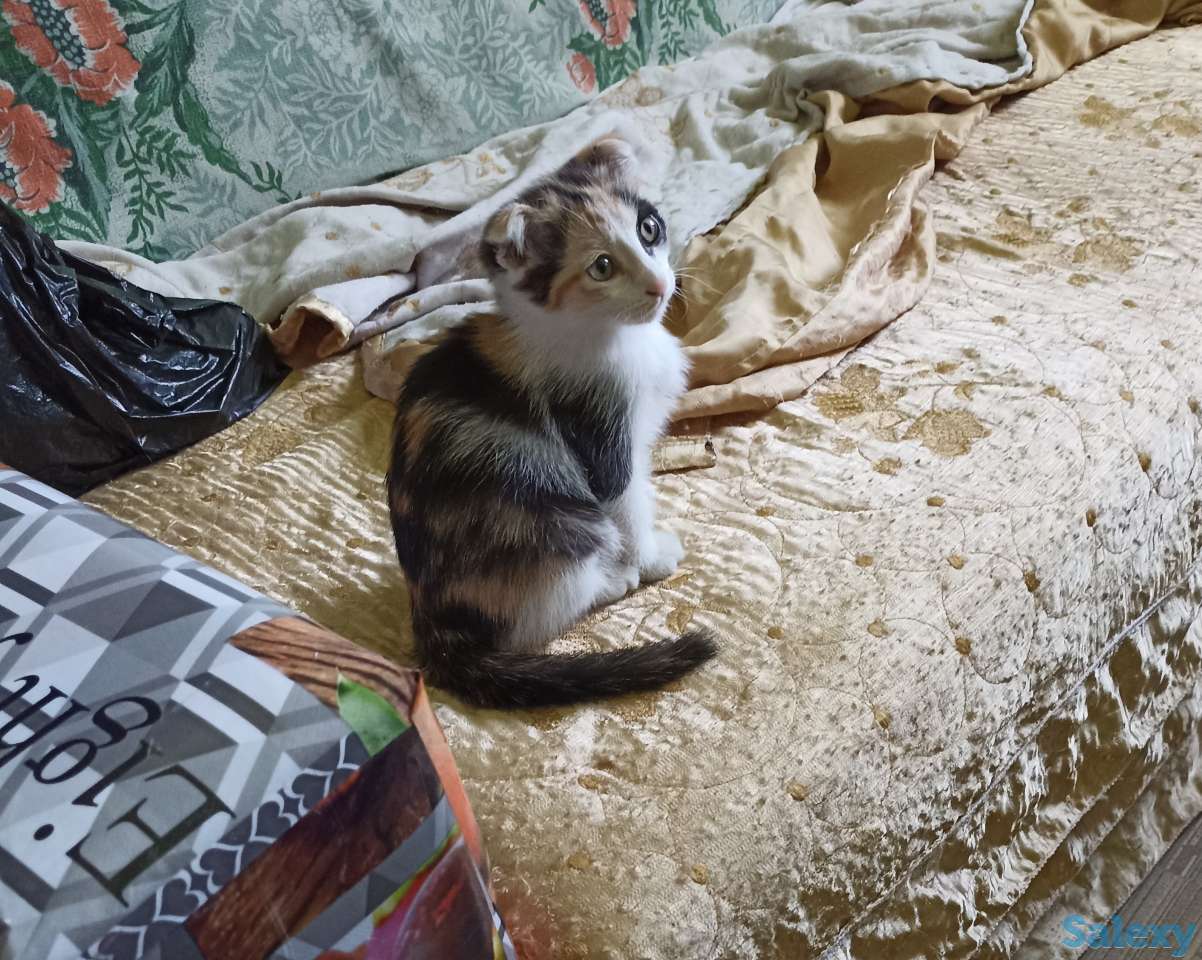 Отдам котенка девочку, двухмесячную, фотография 4