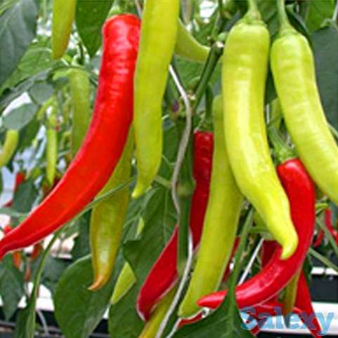 Продам рассаду перца., фотография 5