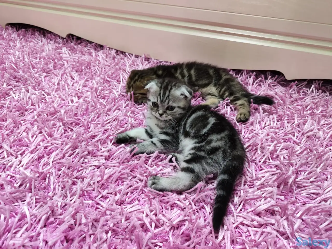 Продаются шотландские вислоухие котята, фотография 2