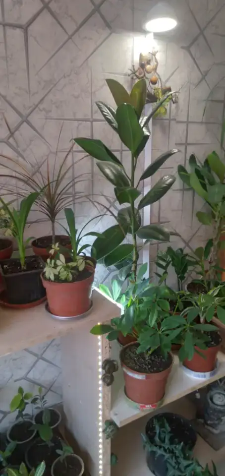 Комнатные декоративно-лиственные и цветущие растения, фотография 2