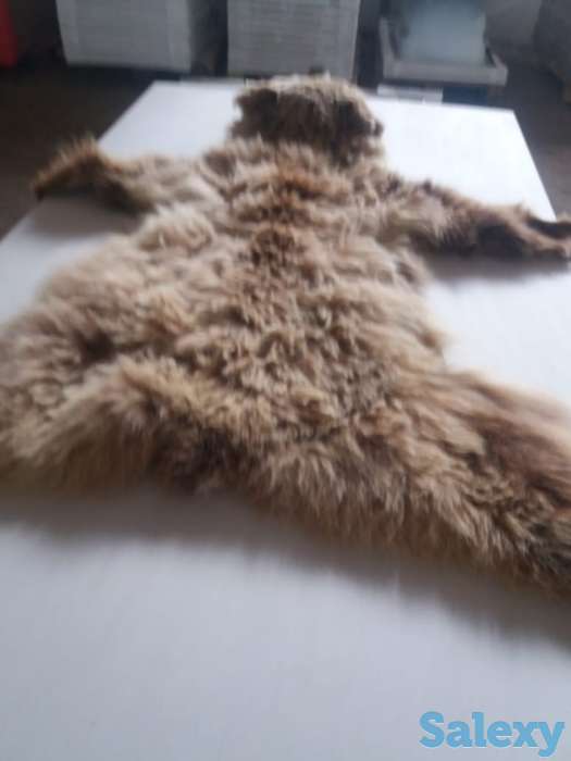 Продам медвежью шкуру затенге или обменяю на авто или КРС, фотография 1