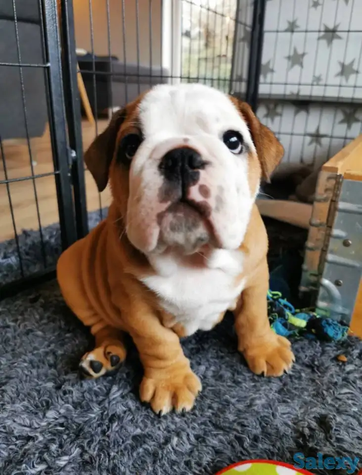 Здоровый красивый щенок английского бульдога, фотография 3