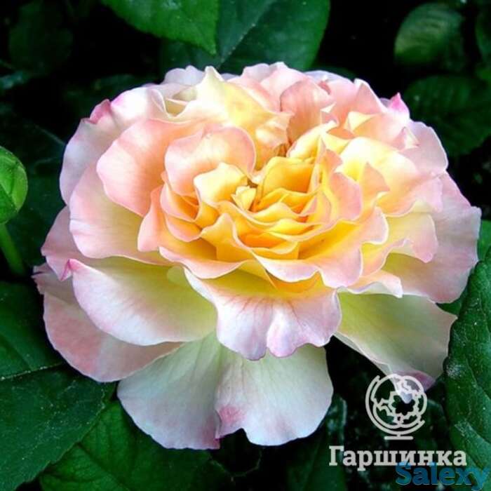 Роза акварель чайно-гибридная, тантау, фотография 1