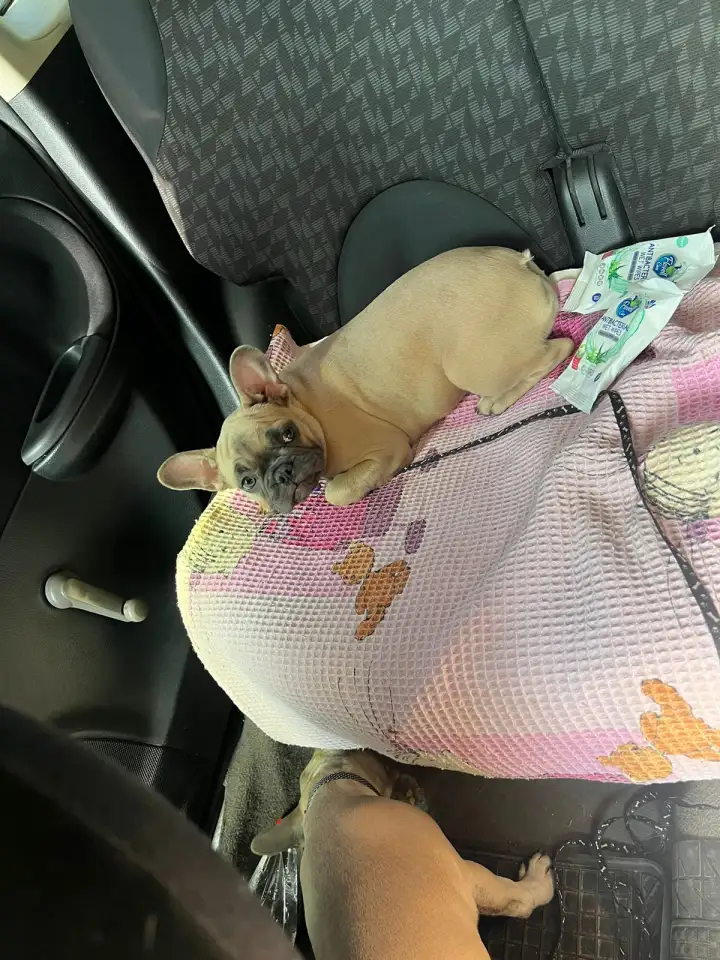 В продаже Шикарные девочки французского бульдога, фотография 4