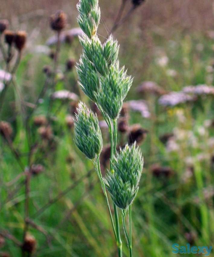 Семена Райграс пастбищный (многолетний) РСТ,  Россия, фотография 1