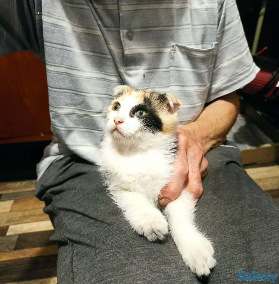 Отдам котенка девочку, двухмесячную, фотография 1