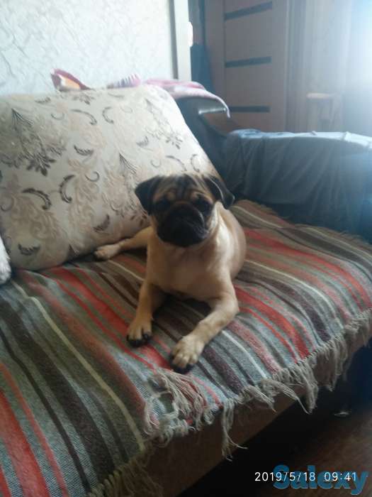 Продам, собачку мопса. Шесть месяцев, с элитного питомника. Приучина ходить  в туалет на улицу., фотография 4