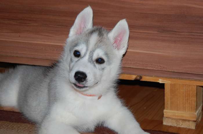 Шикарные щенки с породного питомника Alyaska Road, фотография 4