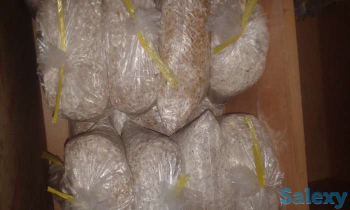 Мицелий Вешенки, фотография 4