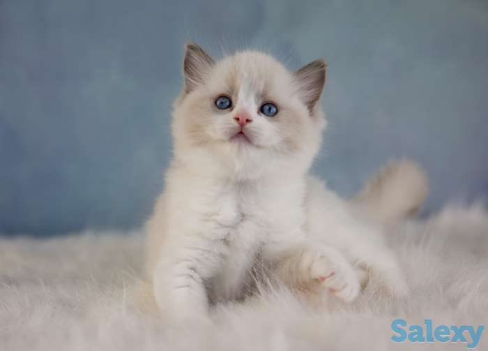 Великолепные котята породы Рэгдолл, фотография 1