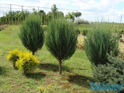 Туя от производителя, фотография 4