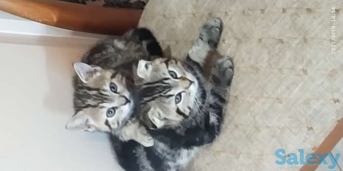 Продаются Шотландские Скоттишь Фолд, фотография 2