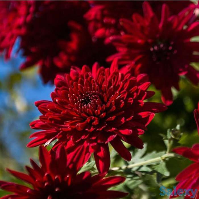 Продажа хризантема, фотография 1