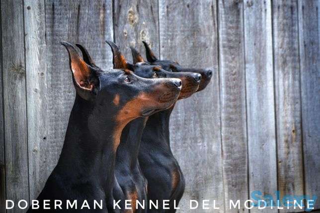 Щенок добермана., фотография 1