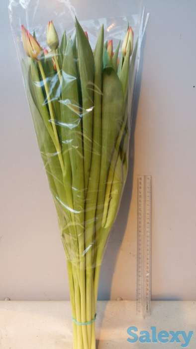 Тюльпаны оптом, фотография 7